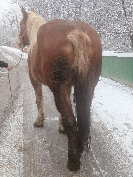 Vand sau schimb iapa