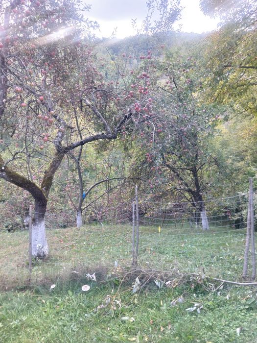 Mere pentru țuică sau suc