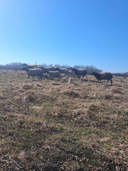 Oi metis țurcană cu droper