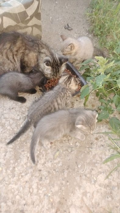 Отдам котят в добрые руки