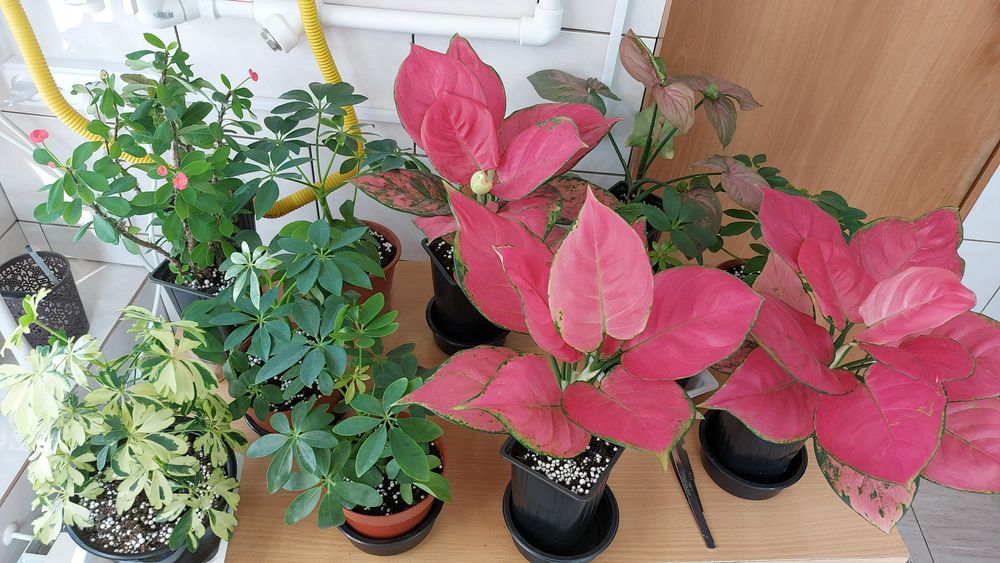 Цветы **р а з н ы е **цветы