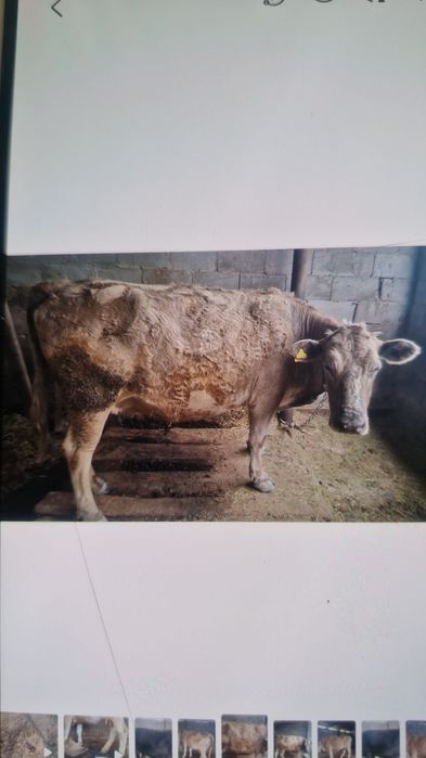 Две коровы молодые