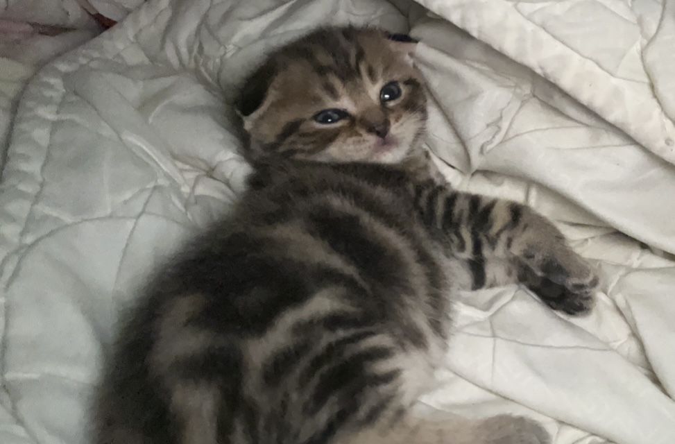 Котята кошки породистые