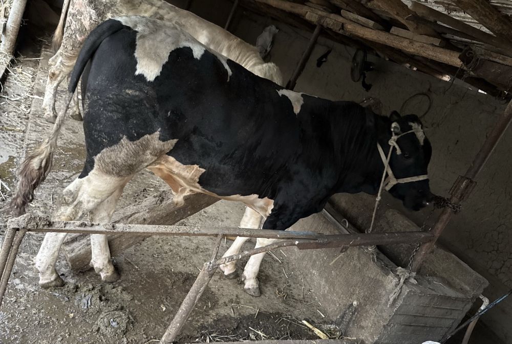 Buqa sotiladi soglom yeb ichiwi yaxwi