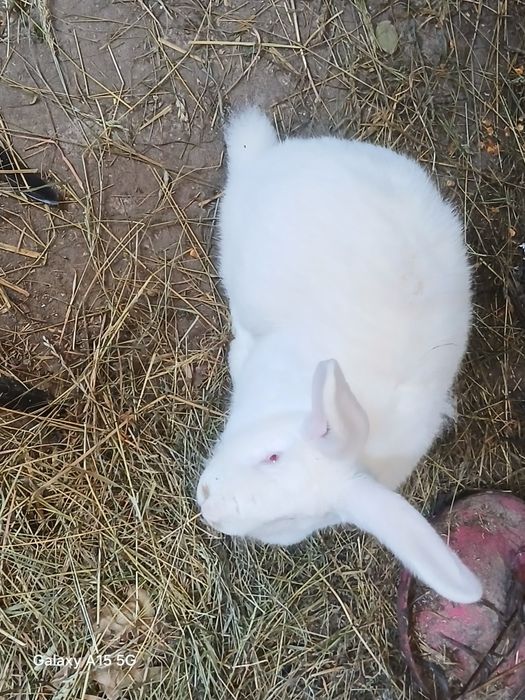 Vând iepuri uriași german