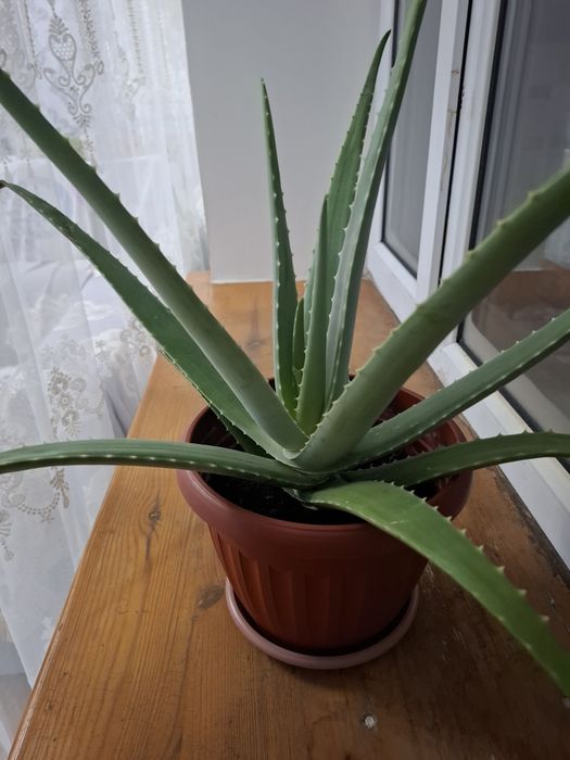 Продам лечебное алоэ 4 000 тг.