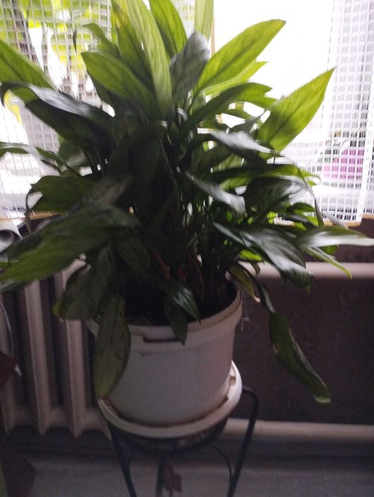 Комнатные цветы.