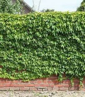 Девичий виноград в горшке