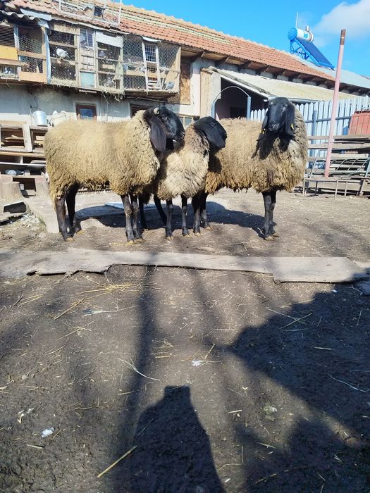 oi sarbesti rasa pura