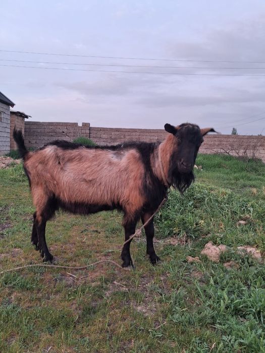 Теке сатылады Француз альпи