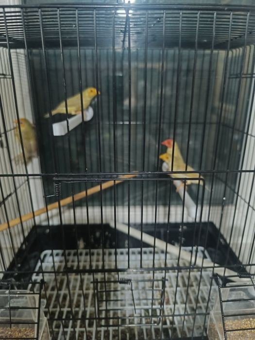 Астрильды Амадаина