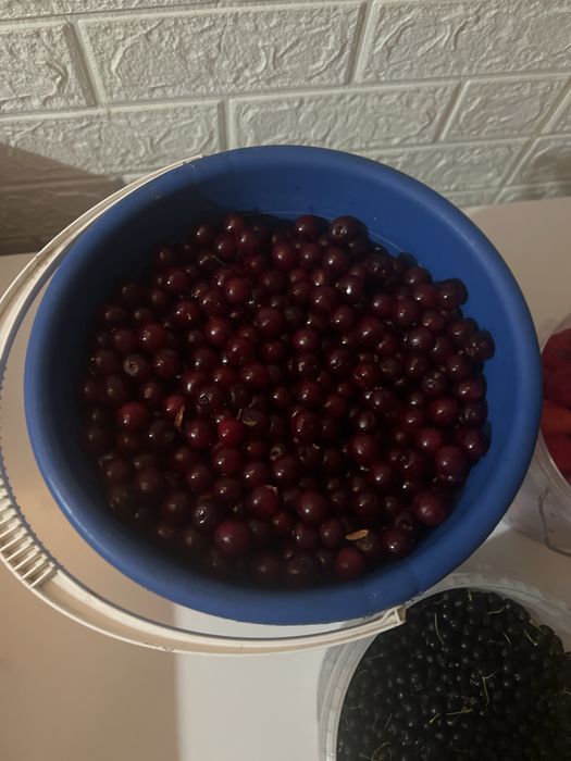 Черемуха, вишня, слива