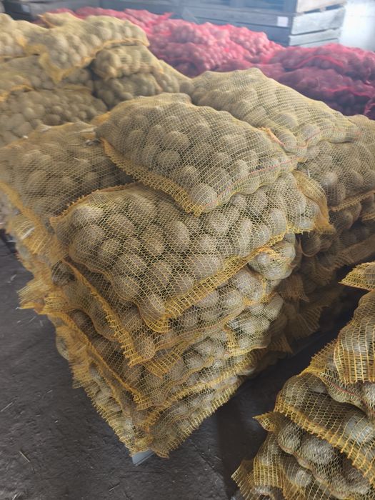 Cartofi samanta substas / pentru animale