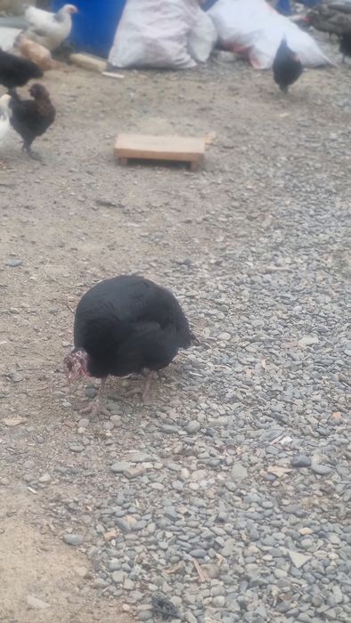 Продаются индуки