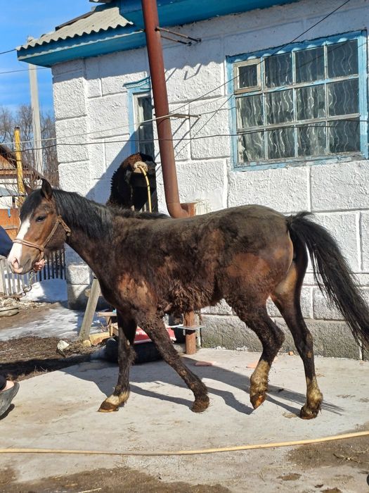 Байтал  сатылады