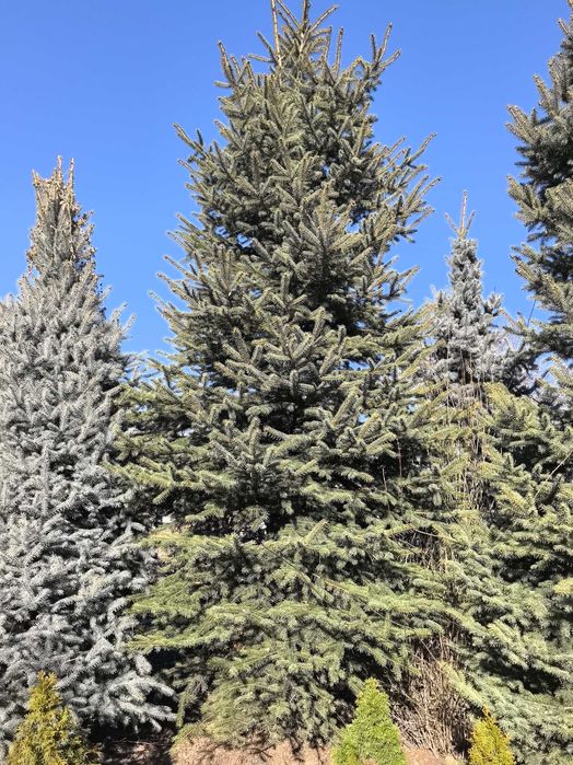 Продам елки и туи