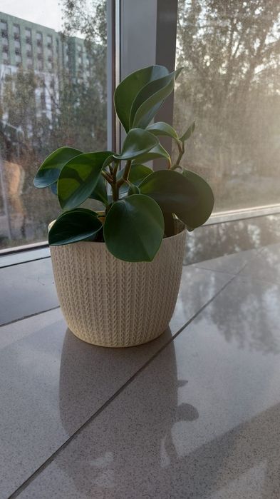 Продаётся  домашние цветы