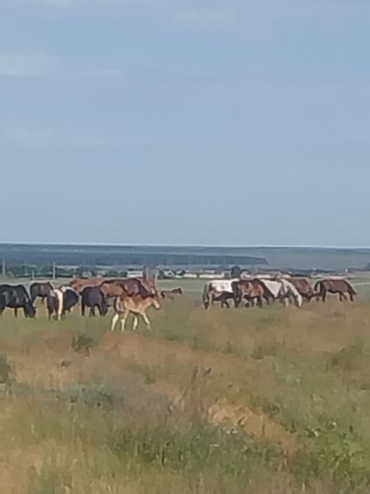 Бұқалар  Быки  два с половиной года