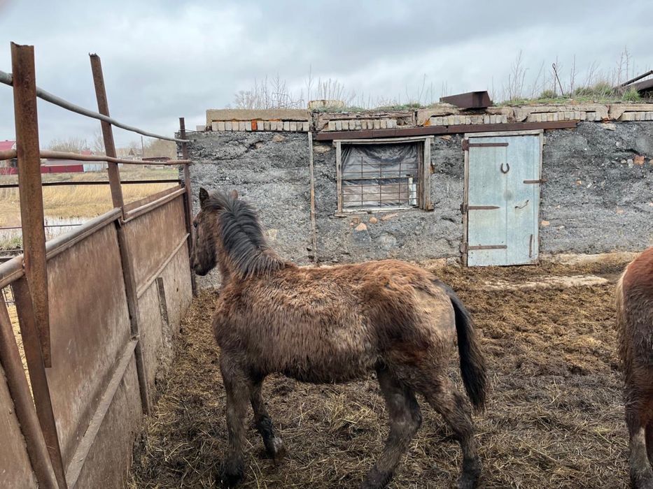 Продам жеребят!!