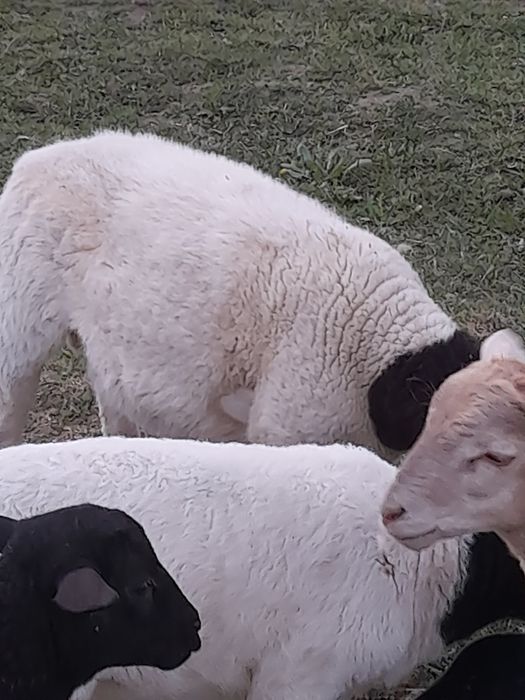 De vânzare doi  berbecuț  rasa dorper  au răutatea undeva la  40 kg  provin  din linie ft bună  se pot vedea și ridica din holod  bihor  auvîrsta
