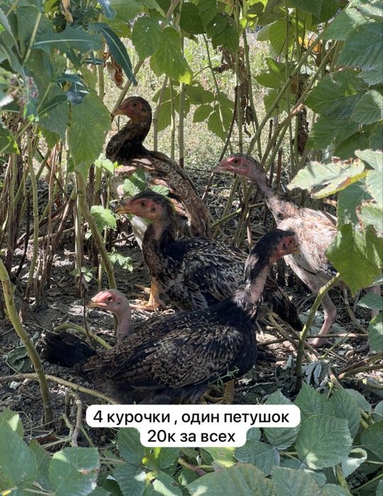 Продам курей хороших