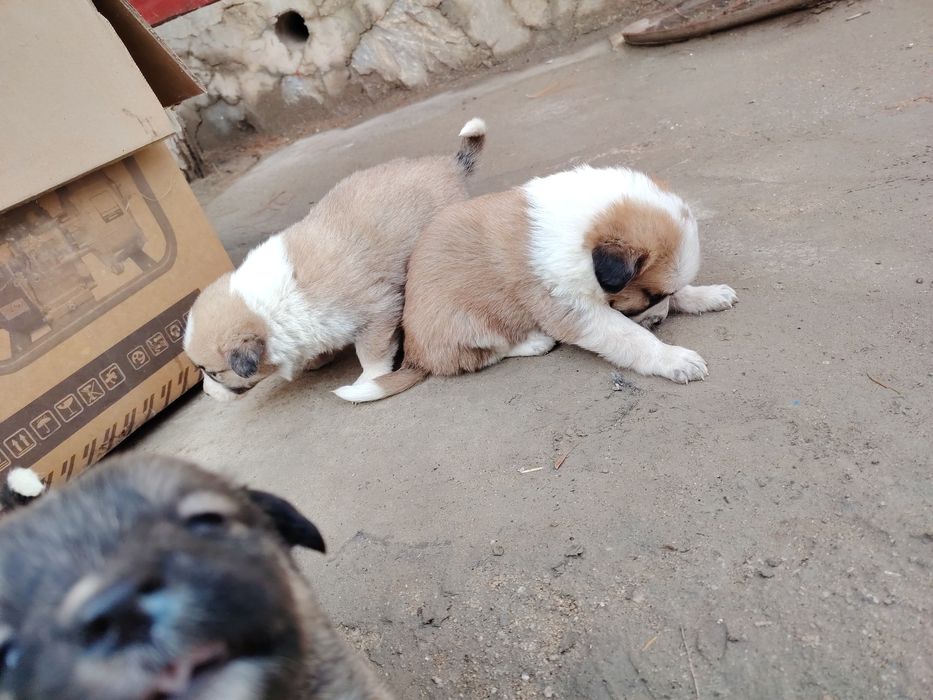 Qo'riqchi it bolalari