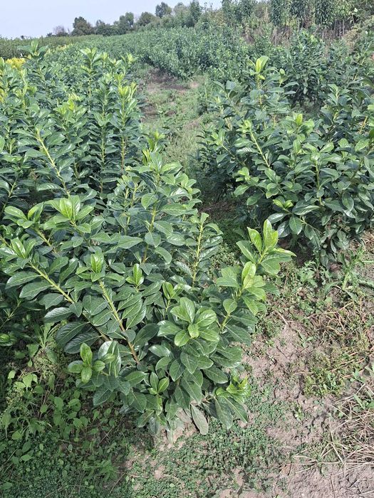 Lonicera-Laurocerasus