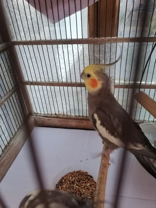 Продам попугаев карэлла самец и самка