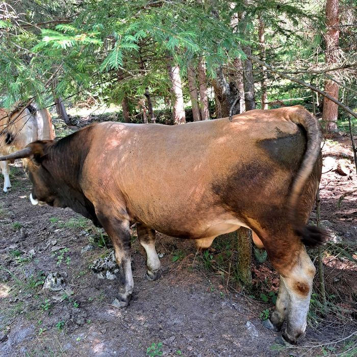 Tauras AUBRAC 18 luni
