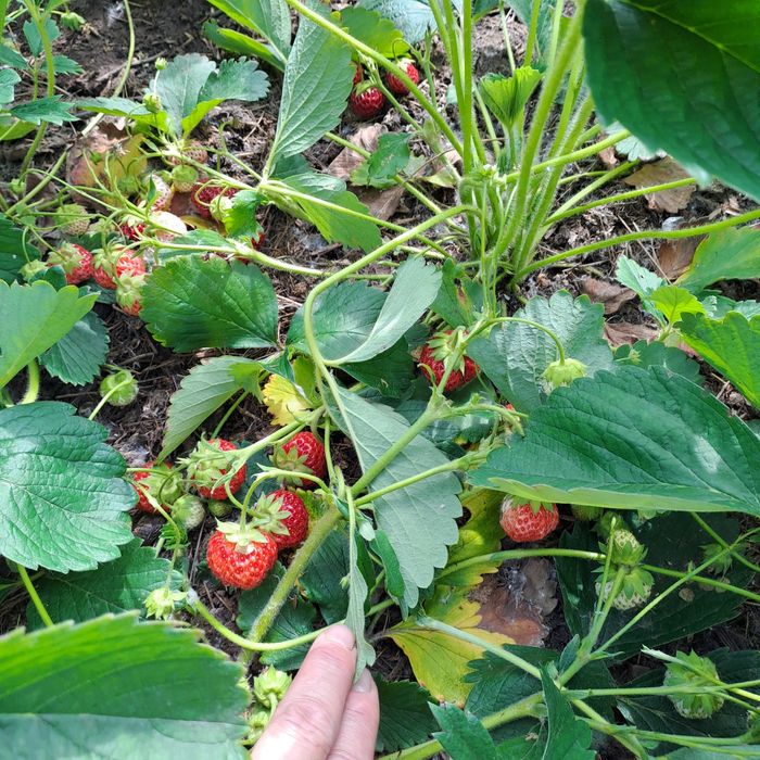 Продам рассаду клубники