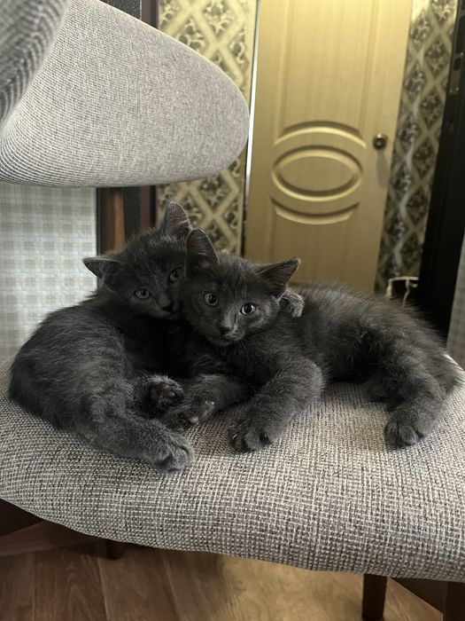 Отдадим котят в хорошие руки