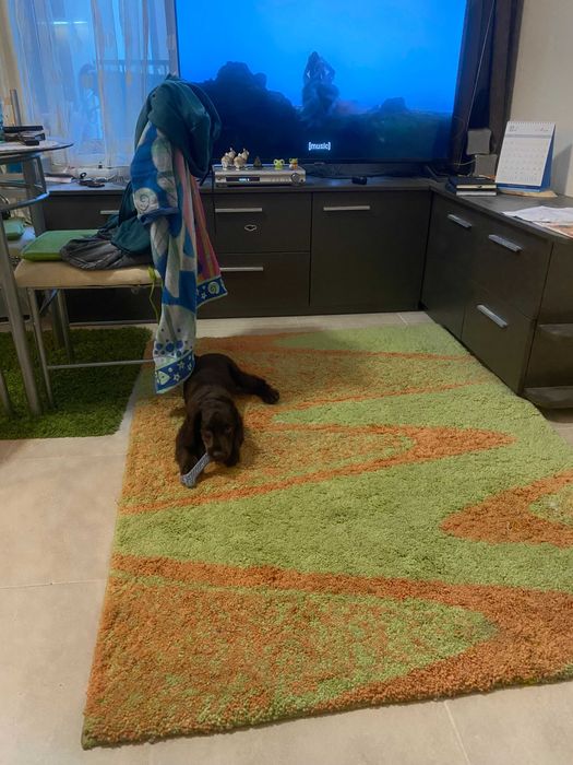 Продавам Кокер Шпанъол с Лагото