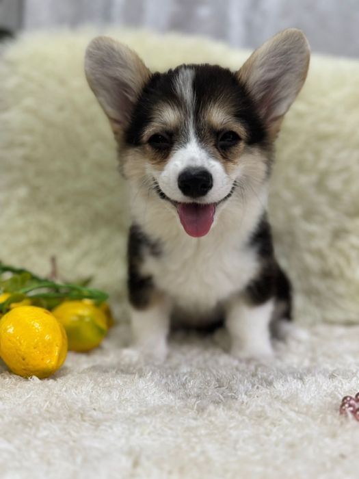 Милые щеночки вельк корги пемброк