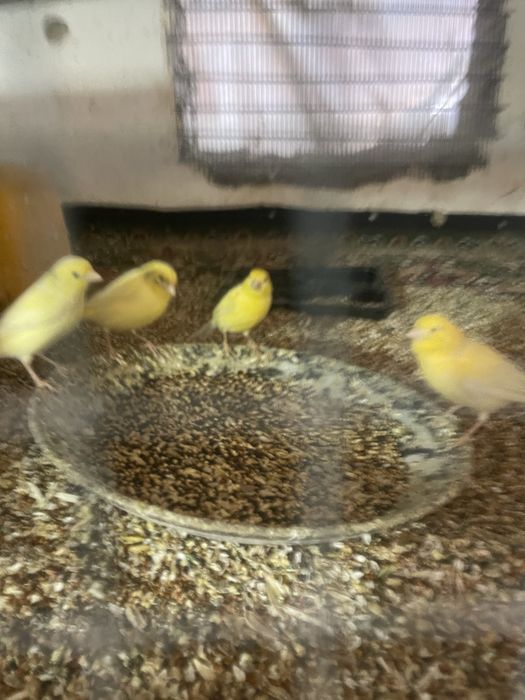 Kanareykalar sotiladi tayor tuxumda