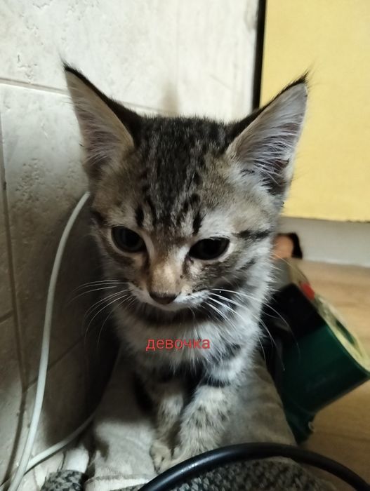 Отдам котят  !!!