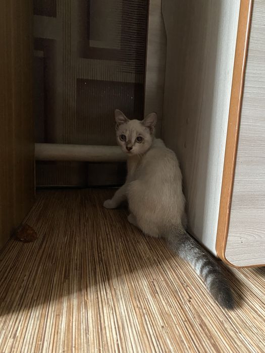 Отдам котенка в добрые руки