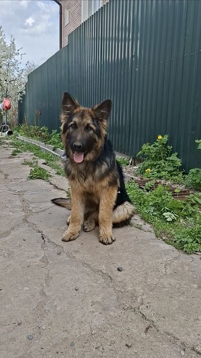 Щенок ДШ Немецкий Овчарка девочка)))