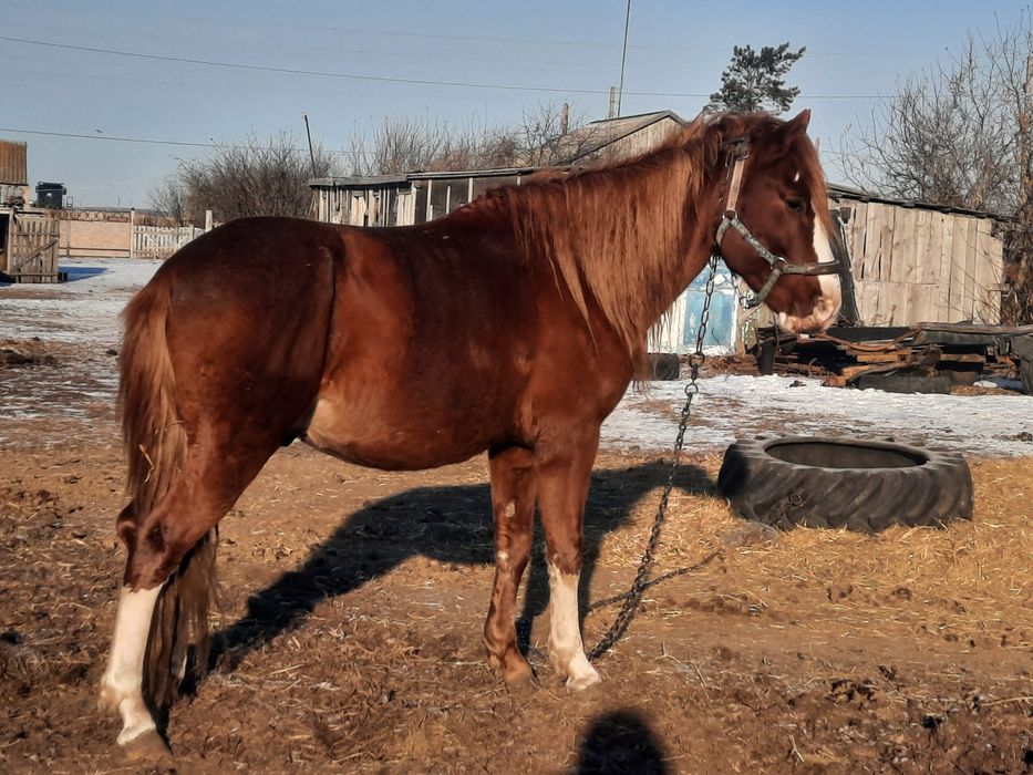 Жеребец, Айғыр, продам 6 летка