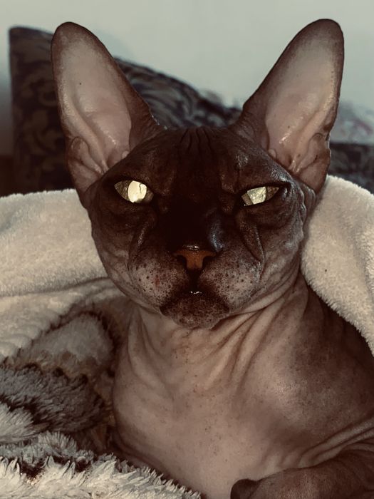 Ищем кота на вязку