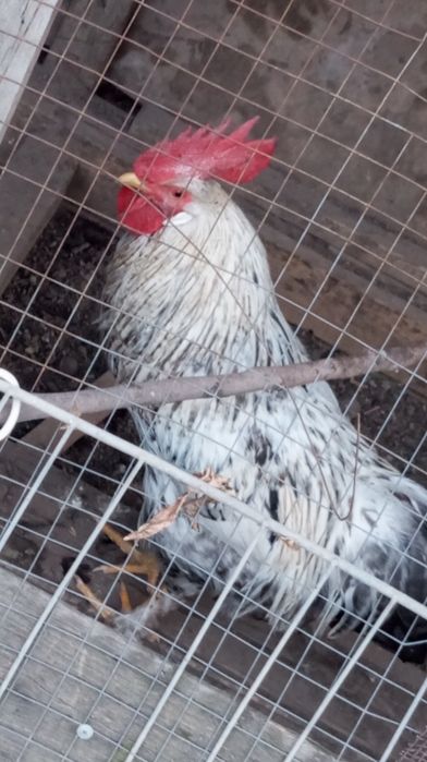 Xòrozlar uyda boqilgan