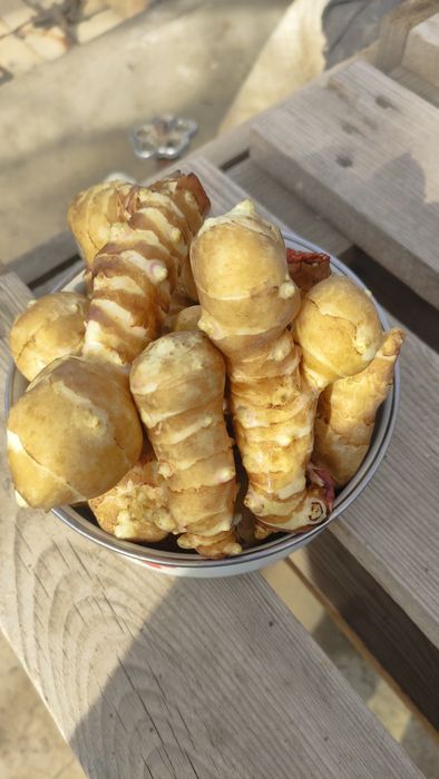 Топинамбур  свеже копаный