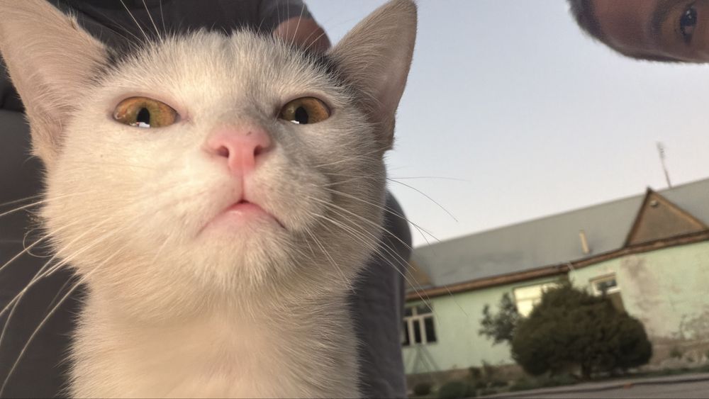 котенок, отдам в добрые руки