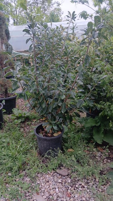 Laur ,photinia ,eunimus