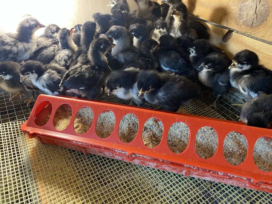Pui australorp de 1 zi si 7 zile si araucana