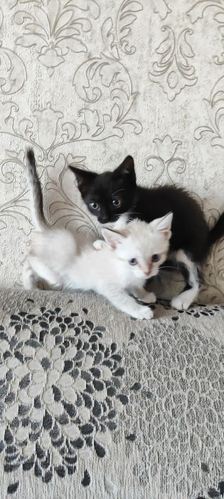 Отдам котят бесплатно!