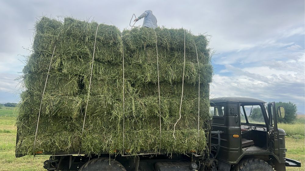 Продам люцерну, жоңышқа сатамын