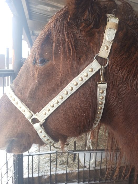 Продам нагрудник для лошади