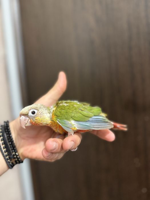 Papagali vorbitori pui blanzi pyrrhura molinae pirura pyrura