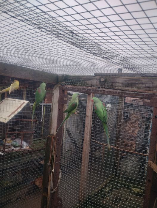 Продават се папагали