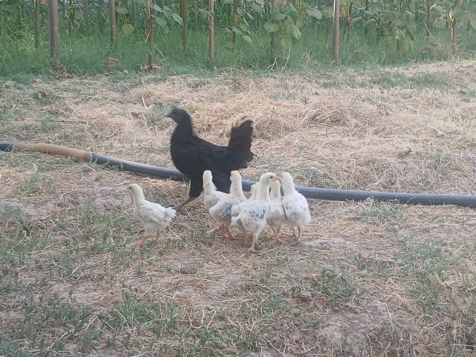 Adler адлер жужалар